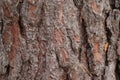 Pine conifer tree bark detail - forest edition