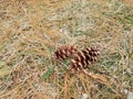 Pine ,Coniferous fall ,backyard