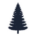 pine coniferus tree isolated icon Royalty Free Stock Photo
