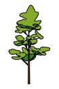 pine coniferus tree isolated icon Royalty Free Stock Photo