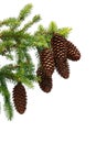 Pine Corns on Branch Isolated