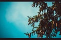 pine corns on a tree.