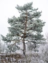 Pine covered with frost against foggy landscape.