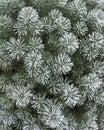 Pine is covered with frost in winter. Needles in the snow. Frost on the branches. Close-up. The first frosts. Freezing Royalty Free Stock Photo