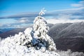 Pine covered snow, christmas tree. Christmas greeting card. Snow covered trees in the mountains on winter landscape Royalty Free Stock Photo