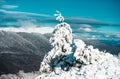 Pine covered snow, christmas tree. Christmas greeting card. Snow covered trees in the mountains on winter landscape Royalty Free Stock Photo