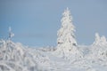 Pine covered snow, christmas tree. Landscape with snowy forest with frozen trees after snowfall. Winter forest Royalty Free Stock Photo