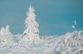 Pine covered snow, christmas tree. Landscape with snowy forest with frozen trees after snowfall. Winter forest Royalty Free Stock Photo