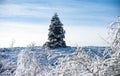 Pine covered snow, christmas tree. Winter landscape, wintry scene of frosty trees on snowy foggy background. Royalty Free Stock Photo