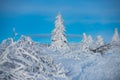 Pine covered snow, christmas tree. Winter scene. Winter landscape with trees covered with snow hoarfrost. Royalty Free Stock Photo