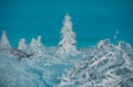 Pine covered snow, christmas tree. Winter scene. Winter landscape with trees covered with snow hoarfrost. Royalty Free Stock Photo