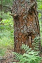 Pine with cracks on the bark like a human face in sorrow