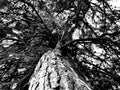 Pine, crown, trunk, tree, bark, Royalty Free Stock Photo