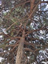 Pine, crown, trunk, tree, bark, Royalty Free Stock Photo