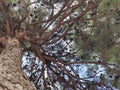 Pine, crown, trunk, tree, bark, Royalty Free Stock Photo