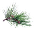 Pine Cutting Royalty Free Stock Photo