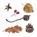 Pine and cypress cones, autumn leaves and berries