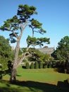 A pine in Dartington Hall Royalty Free Stock Photo