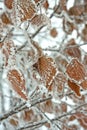 Macro of rusty frozen leafs