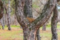 This pine does not want to give away its needles