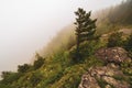 Pine on the edge of foggy mountain in Acadia National Park, Maine Royalty Free Stock Photo