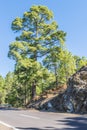 Pine at the edge of a mountain road Royalty Free Stock Photo