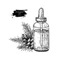 Pine essential oil bottle and fir hand drawn vector illustration. Isolated plant drawing for Aromatherapy Royalty Free Stock Photo