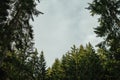 Pine, evergreen spruce, branches conifer tree on sky background. Royalty Free Stock Photo