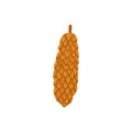 Pine or fir cone. Pinecone, modern botanical drawing. Coniferous tree fircone with woody conifer scale. Flat vector