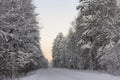 Pine and fir forest covered in snow, winter road Royalty Free Stock Photo