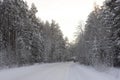 Pine and fir forest covered in snow, winter road Royalty Free Stock Photo