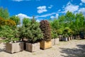 Pine and fir in pots and bonsai garden plants. Royalty Free Stock Photo