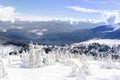Pine fir spruce trees covered with snow ice in forest mountains in sunny cold frosty day. Winter beautiful scenic nature panorama Royalty Free Stock Photo