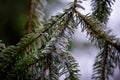 Pine and fir tree branches and needles covered with snow. Frozen tree branch in winter forest. Beautiful winter season background Royalty Free Stock Photo