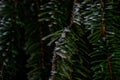 Pine and fir tree branches and needles covered with snow. Frozen tree branch in winter forest. Beautiful winter season background Royalty Free Stock Photo