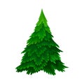 Pine or Fir Tree with Needle Leaves as Forest Element Vector Illustration Royalty Free Stock Photo