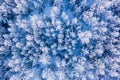 Pine and fir trees covered in snow close up. Forest in snow, aerial landscape. Christmas is coming Royalty Free Stock Photo