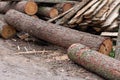 Pine firewood. Pine tree logs.Forestry logging