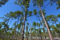 Pine Flatwoods - Florida Royalty Free Stock Photo