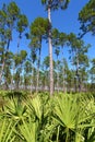 Pine Flatwoods - Florida Royalty Free Stock Photo