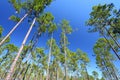 Pine Flatwoods - Florida Royalty Free Stock Photo