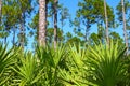 Pine Flatwoods - Florida Royalty Free Stock Photo