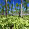 Pine Flatwoods - Florida Royalty Free Stock Photo