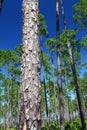 Pine Flatwoods - Florida Royalty Free Stock Photo