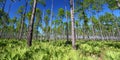 Pine Flatwoods - Florida Royalty Free Stock Photo