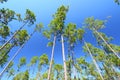 Pine Flatwoods - Florida Royalty Free Stock Photo