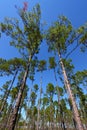 Pine Flatwoods - Florida Royalty Free Stock Photo