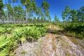 Pine Flatwoods - Florida Royalty Free Stock Photo