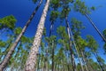 Pine Flatwoods - Florida Royalty Free Stock Photo