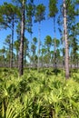 Pine Flatwoods - Florida Royalty Free Stock Photo